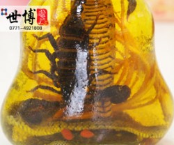 批发供应 越南蛇酒 越南蝎子酒 风湿骨痛 关节炎 批发图3