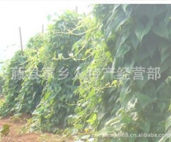 农户直销新鲜淮山（深薯） 无公害农产品图3