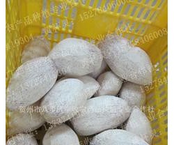 供应半加工适合用于甜品佐料火锅加工食品味道醇香超粉的芋头块图3