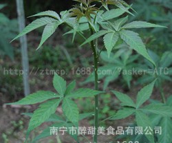 甜茶叶 甜茶 广西特产 有机保健茶图2
