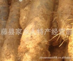 产地直销 新鲜山药  农户种植 无公害农产品 广西特产图3