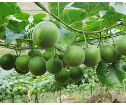 罗汉果凉茶   金银花凉茶  菊花茶、浓缩配方、有益健康图2