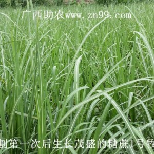 广西助农新牧草品种介绍——糖蔗1号牧草