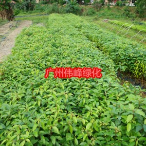 供应香樟苗，香樟小袋苗价格，广州香樟苗批发图2