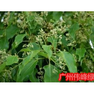 供应香樟苗，香樟小袋苗价格，广州香樟苗批发图3
