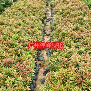 供应红车小苗，红车小袋苗价格，广州红车苗批发图2