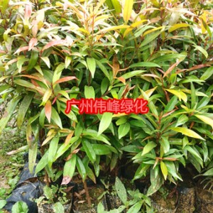 供应红车小苗，红车小袋苗价格，广州红车苗批发图3