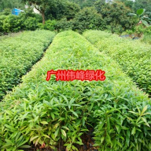 供应木荷小苗，广州木荷苗价格，荷木苗批发基地图2