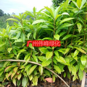 供应木荷小苗，广州木荷苗价格，荷木苗批发基地图3