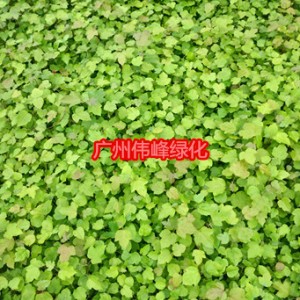 供应枫香苗，枫香苗价格，五角枫香苗苗圃基地图3