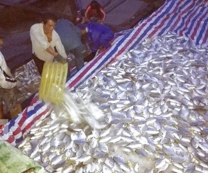 钦州3400吨金鲳鱼暴毙 连日暴雨渔民损失惨重(图)