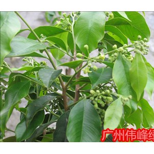 土沉香袋苗图2